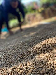 Coffee Beans - Image 2