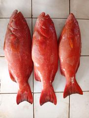 Groupers (Sunu) Type Fresh, Frozen Style 1.0 - 2.0 kg Packaging Master Carton, - Image 2