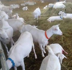 Cheap Top Selling sheep in bulk Saneen / Alpine / Purebred Boer goats at cheapest price Ready For Export Worldwide - Image 2
