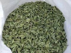 Dry Curry Leaves Purity 100% Natural Color Vibrant Green Flavor Slightly Citrusy Packaging 25 kg - 50 kg Shelf Life Maximized By Hygienic Cleaning And Packing - Image 2