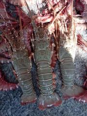 Fresh Live Lobsters - Image 1