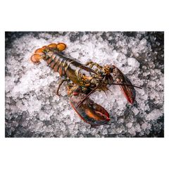 Premium quality Canadian whole raw lobster UHP arranged for bulk buyers with fast delivery - Image 3