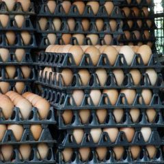 Fresh Brown Chicken Eggs Wholesale Supply – product photo 3, product detail gallery
