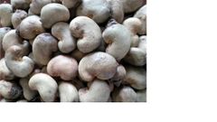Raw Cashew Nut - Image 1