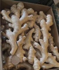 Ginger - Image 2
