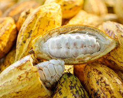 Organic Cacao Butter Wafers – product photo 3, product detail gallery
