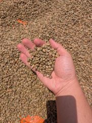 VIETNAM ROBUSTA COFFEE GRADE 1 S16 & S18 – product photo 3, product detail gallery