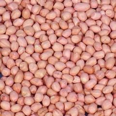 NEW CROP RAW JAVA KACANG TANAH KERNELS RAW PEANUT GREAT QUALITY BULK SUPPLIER FROM INDIA RAW PEANUTS - Image 3