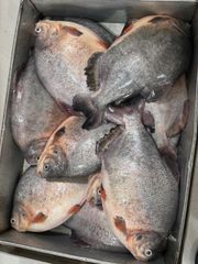Frozen Red Pomfret WR, IQF, Net weight 90%, Bulk 10kg/ctn - Image 1