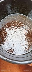 Honey - Image 1