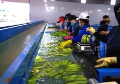 Fresh Cavendish Banana – Premium Grade A – Vietnam (Gia Lai) – product photo 3, product detail gallery