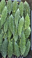 Vegetables – product photo 12, product detail gallery