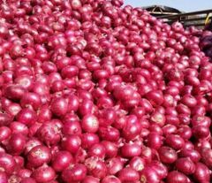 Premium Kenyan red onions, freshly harvested and carefully selected, sorted and graded for vibrant colour, crisp texture - Image 4