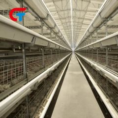 H-Type Chicken Cage 4-8 Tiers Auto Feeding Egg Collecting 1Y Warranty Hot Galvanized Steel - Image 6