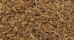 Cumin Seeds - Premium – product photo 1, product detail gallery