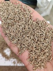 cumin seeds – product photo 5, product detail gallery