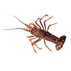 Fresh Quality Pacific  Red Lobsters for sale. - Image 3