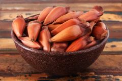 Brazilian Pine Nuts (Pinhão) - Origin from Southern Brazil - Image 3