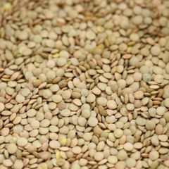 Export Quality Green Lentils Delivering Rich Plant Protein Source With Carefully Sorted Premium Crop Selection - Image 2