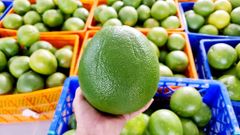 EXPORT-READY GREEN SKIN PINK FLESH POMELO: YOUR GLOBAL CITRUS SOLUTION - Image 4