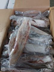 CALAMAR SQUID – product photo 2, product detail gallery