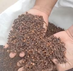 cloves lalpari indonesia - Image 1