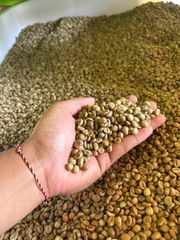 Roasted Coffee Beans and Coffee Beans - Image 2