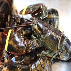 Seafood Fresh and frozen Lobster - Image 2