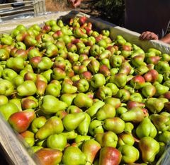 Quality Fresh Pears for sale Organic Yes Origin South Africa Harvest Condition At Peak Ripeness Harvest Timing Harvested At Peak Ripeness - Image 4
