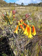 Rhododendron Brassii Sleumer - Image 2