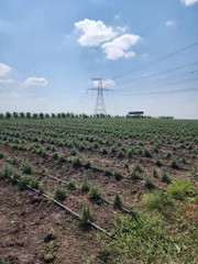 Quality Fresh Herbs. global GAP certified - Image 1