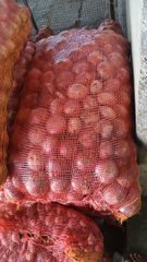 Red onion nashik india medium size 50.mm plus - Image 2