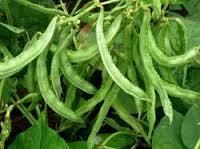 Cluster Beans Suppliers In India Address - Color GREEN Style Fresh Content N/A Model Number pec Ingredients Beans Type cluster - Image 3