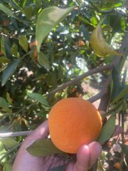ORANGE - Image 2