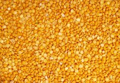 Selected Yellow Lentils Split Natural Seeds Fresh Clean Protein Rich Pulse Ideal For Cooking Curry Soup Dal And Food Distribution Buy Today Fast Delivery Premium Quality Wholesale - Image 2