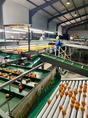 FRESH NOVA MANDARINS FOR SALE!! CLASS 1 EXPORT QUALITY FRESH NOVA MANDARINS FOR EXPORT – product photo 5, product detail gallery