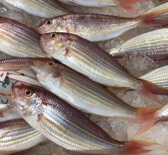 Premium Quality Frozen Indonesia Threadfin Bream – Wild Caught & Custom Processed for Export - Image 4