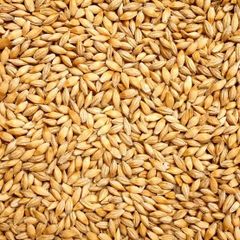 Milling wheat Protein Content 11.5% Origin Argentina, India And - Image 1