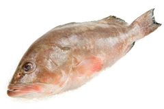 Best Selling Frozen Grouper Fish Whole/ Fillet from Seafood Distributors - Image 2