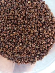 Aframomum melegueta / grains of paradise: used in nutraceutical industry as well as on African cuisine - Image 2