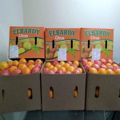 Navel Orange - Image 5