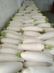 New Crop Fresh White Radish From China - Image 1