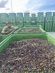 BulK Organic EVOO - Image 2