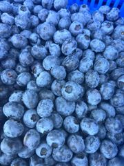 PREMIUM BLUEBERRIES FOR SALE - CLASS 1 EXPORT QUALITY BLUEBERRIES FROM SOUTH AFRICA – product photo 4, product detail gallery