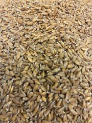 Einkorn - Image 2
