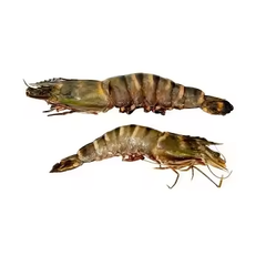 Fresh Shrimps Available Type Shrimp Style Fresh Content food Address London Weight (kg) 0.4 Manufacturer OEM Specification - Image 2