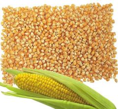 Yellow corn Place of Origin - DATrading