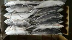 Whole Round Frozen Seafood Hardtail Scad Fish MOQ 28 Mt Origin China Model NO. H-B Original China Shelf Life 1 Year HS Code - Image 5