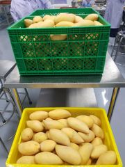 High Quality Premium Fresh MANGO from Manufacture and Exporter from Thailand - Image 3