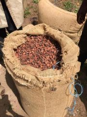 Cocoa Beans – product photo 2, product detail gallery